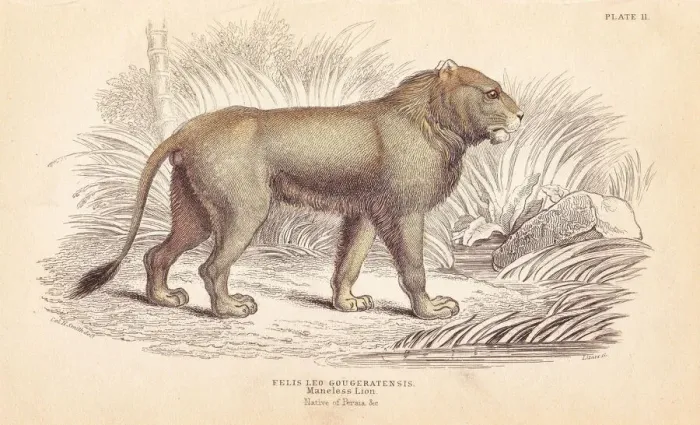 Framed Print : Indian lion, Panthera leo goojratensis. Endangered Framed Print : Indian lion, Panthera leo goojratensis. Endangered