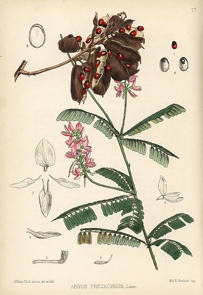 Indian liquorice or gunja, Abrus precatorius