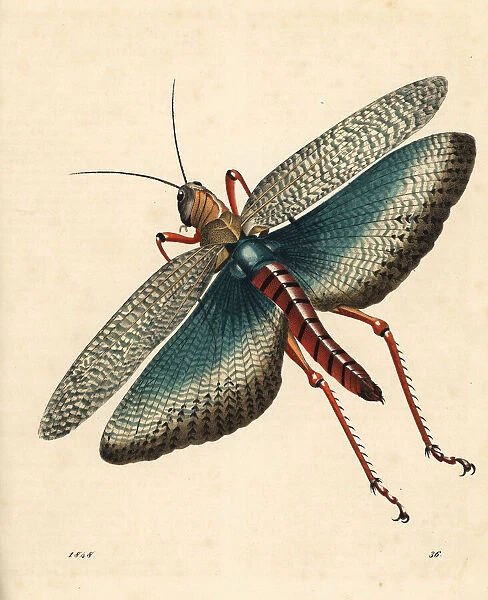 Indian locust, Gryllus indicus