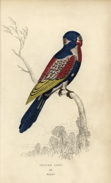 Framed Print : Indian lory, Psittacus coccineus Possibly