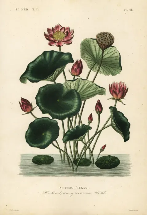 Framed Print : Indian lotus, Nelumbo nucifera Framed Print : Indian lotus, Nelumbo nucifera