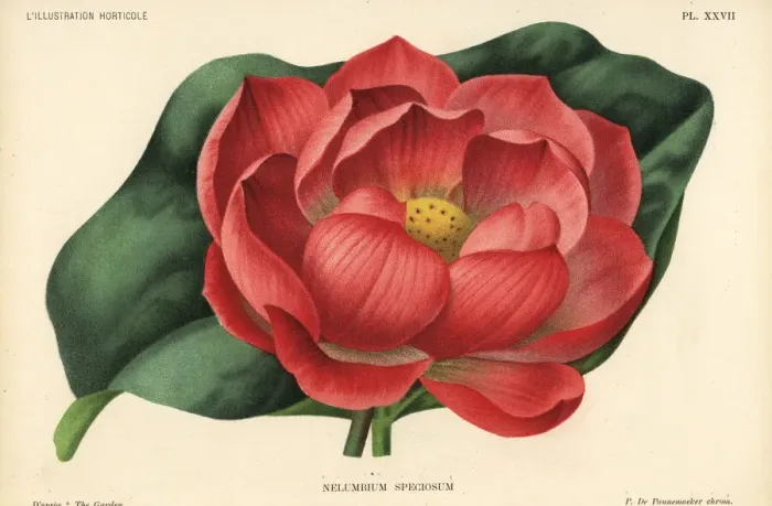 Framed Print : Indian lotus, Nelumbo nucifera Framed Print : Indian lotus, Nelumbo nucifera