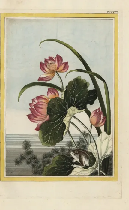 Framed Print : Indian lotus, Nelumbo nucifera, and frog Framed Print : Indian lotus, Nelumbo nucifera, and frog