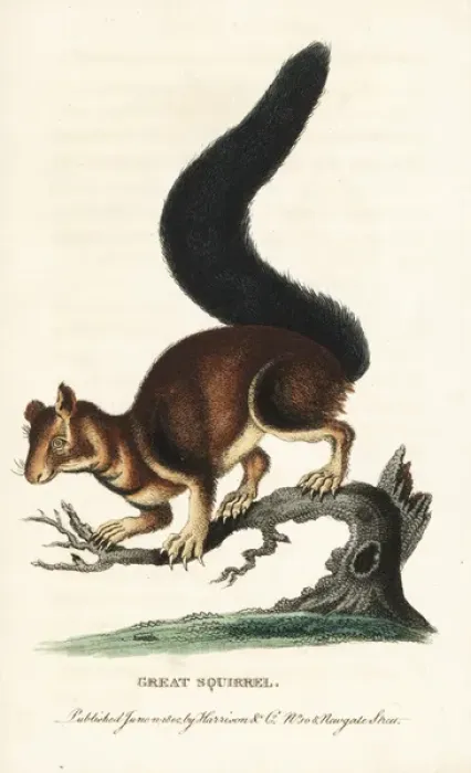 Framed Print : Indian or Malabar giant squirrel, Ratufa indica Framed Print : Indian or Malabar giant squirrel, Ratufa indica