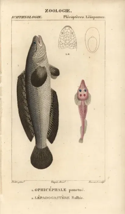 Framed Print : Indian murrel, Channa punctata, and clingfish Framed Print : Indian murrel, Channa punctata, and clingfish