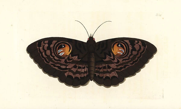 Indian owl moth, Erebus macrops