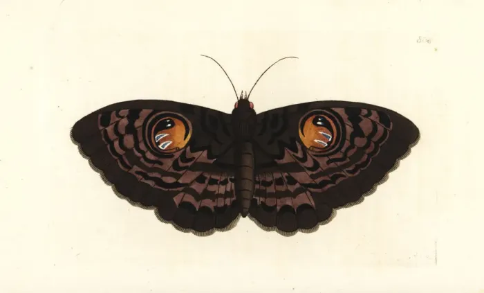 Framed Print : Indian owl moth, Erebus macrops Framed Print : Indian owl moth, Erebus macrops