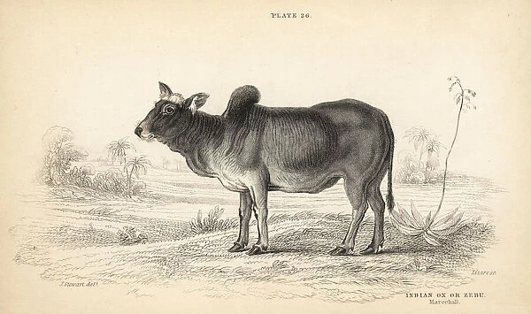Indian ox or zebu, Bos primigenius indicus