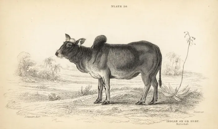Framed Print : Indian ox or zebu, Bos primigenius indicus Framed Print : Indian ox or zebu, Bos primigenius indicus