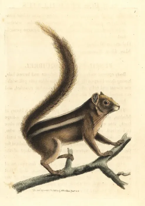 Framed Print : Indian palm squirrel, Funambulus palmarum Framed Print : Indian palm squirrel, Funambulus palmarum