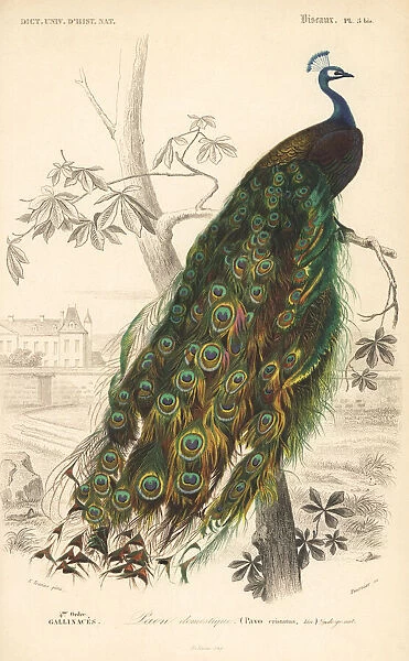 Indian peafowl, Pavo cristatus