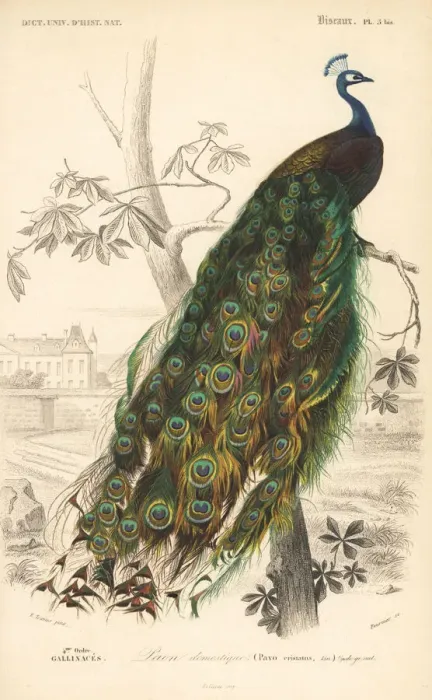 Framed Print : Indian peafowl, Pavo cristatus