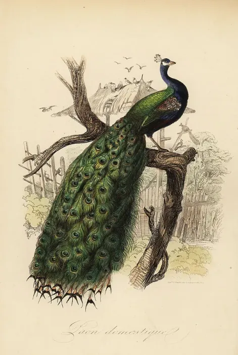 Framed Print : Indian peafowl, Pavo cristatus Framed Print : Indian peafowl, Pavo cristatus
