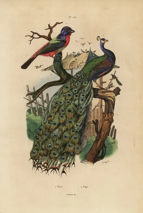 Framed Print : Indian peafowl, Pavo cristatus, and parrotfinch Framed Print : Indian peafowl, Pavo cristatus, and parrotfinch