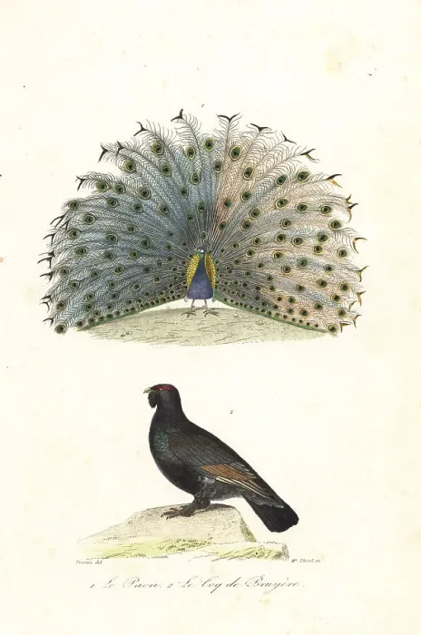 Framed Print : Indian peafowl and western capercaillie Framed Print : Indian peafowl and western capercaillie