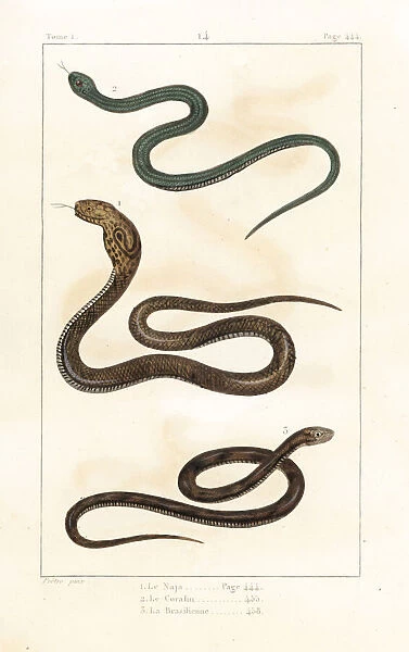 Indian, Peruvian and Brazilian cobras
