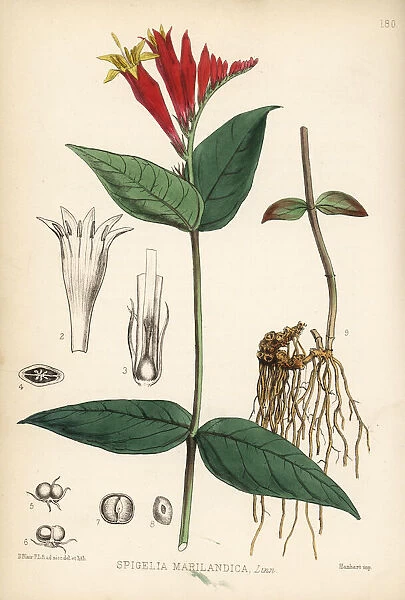 Indian pink-root or Maryland pink-root, Spigelia marilandica