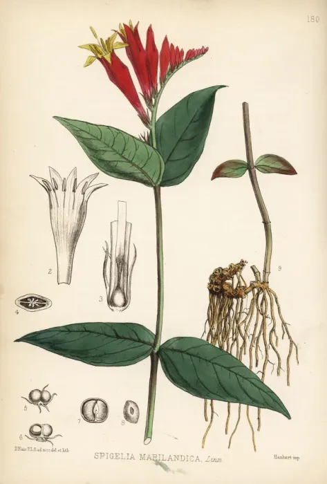 Framed Print : Indian pink-root or Maryland pink-root, Spigelia marilandica Framed Print : Indian pink-root or Maryland pink-root, Spigelia marilandica