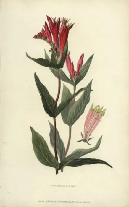 Framed Print : Indian pink, Spigelia marilandica Framed Print : Indian pink, Spigelia marilandica