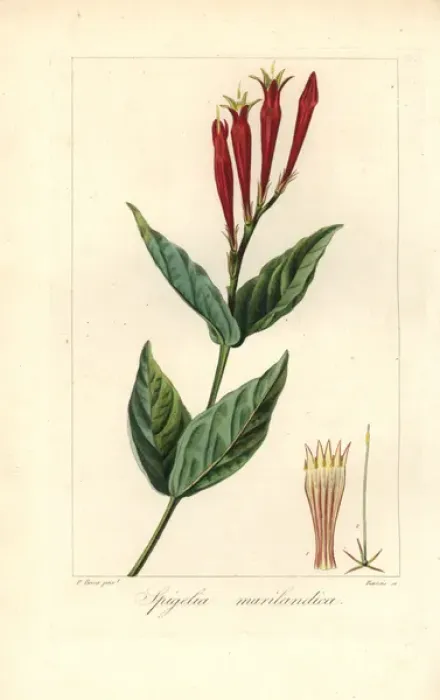 Framed Print : Indian pink or woodland pinkroot, Spigelia marilandica Framed Print : Indian pink or woodland pinkroot, Spigelia marilandica