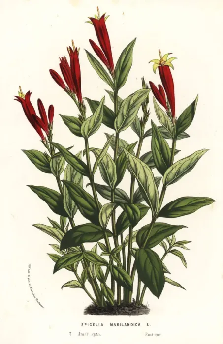 Framed Print : Indian pink or woodland pinkroot, Spigelia marilandica Framed Print : Indian pink or woodland pinkroot, Spigelia marilandica