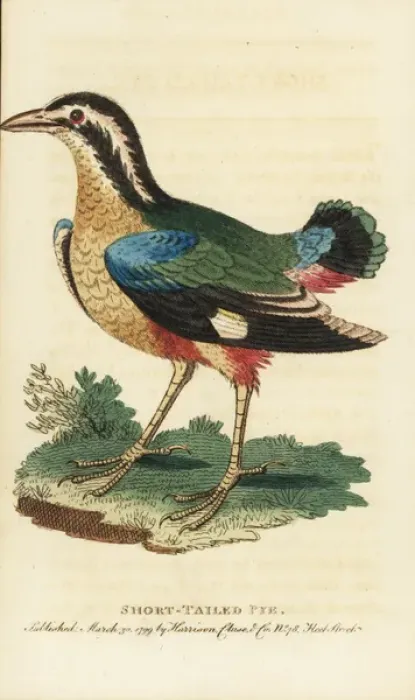 Framed Print : Indian pitta bird, Pitta brachyuran Framed Print : Indian pitta bird, Pitta brachyuran