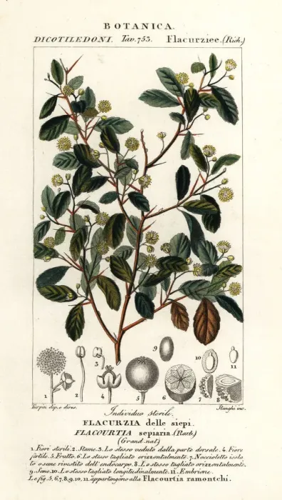 Framed Print : Indian plum, Flacourtia indica Framed Print : Indian plum, Flacourtia indica