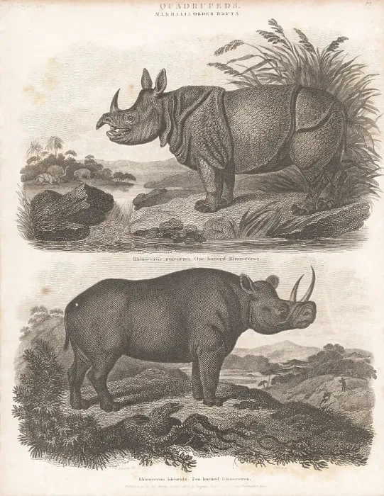 Framed Print : Indian rhino and critically endangered black rhino Framed Print : Indian rhino and critically endangered black rhino