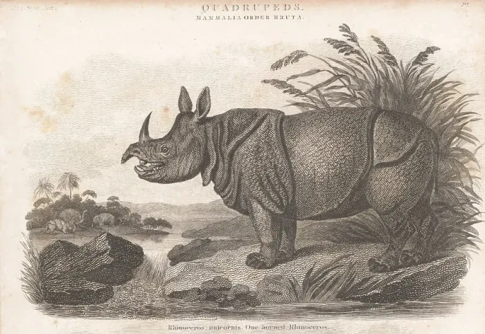Framed Print : Indian rhino, Rhinoceros unicornis 1