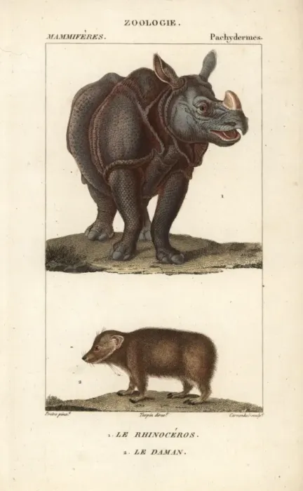 Framed Print : Indian rhino, Rhinoceros unicornis (vulnerable) Framed Print : Indian rhino, Rhinoceros unicornis (vulnerable)
