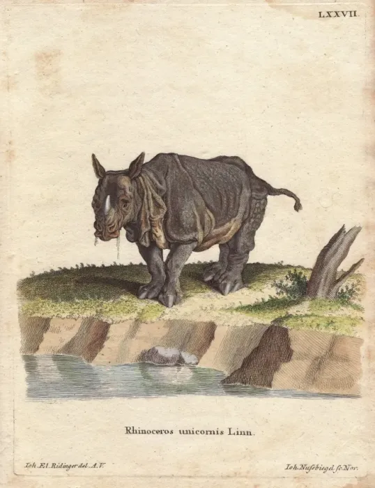 Framed Print : Indian rhinoceros or greater one-horned rhino Framed Print : Indian rhinoceros or greater one-horned rhino
