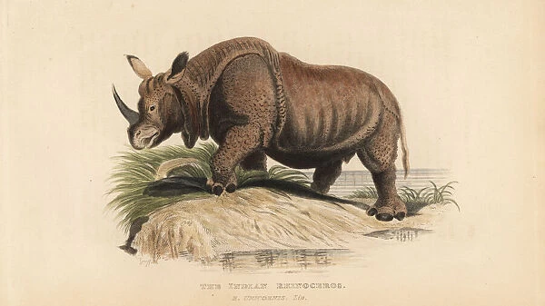 Indian rhinoceros, Rhinoceros unicornis. Vulnerable