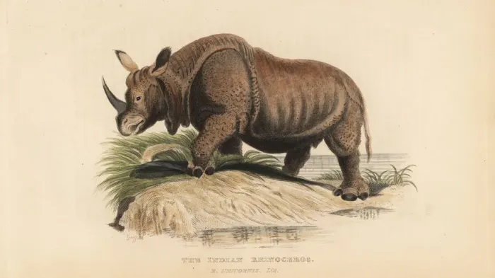 Framed Print : Indian rhinoceros, Rhinoceros unicornis. Vulnerable Framed Print : Indian rhinoceros, Rhinoceros unicornis. Vulnerable
