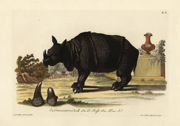 Framed Print : Indian rhinoceros, Rhinoceros unicornis Framed Print : Indian rhinoceros, Rhinoceros unicornis