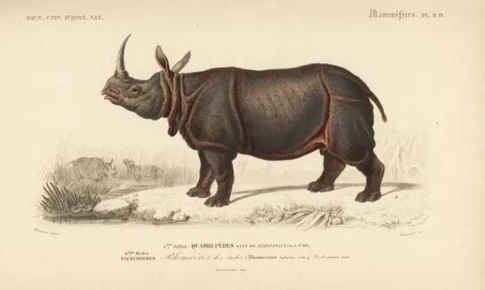 Framed Print : Indian rhinoceros, Rhinoceros unicornis (vulnerable) Framed Print : Indian rhinoceros, Rhinoceros unicornis (vulnerable)