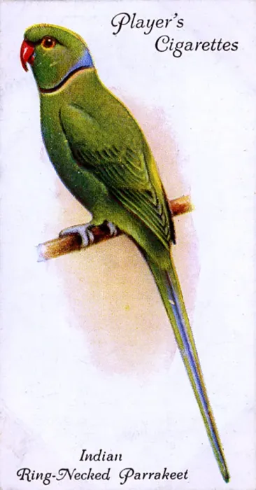 Framed Print : Indian Ring-Necked Parrakeet Framed Print : Indian Ring-Necked Parrakeet
