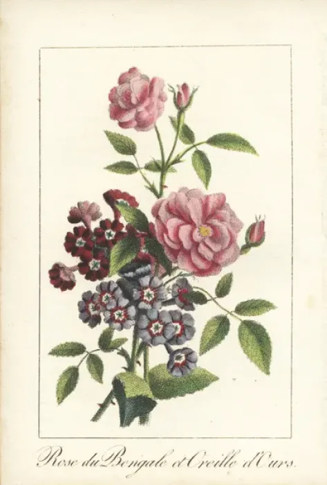 Framed Print : Indian rose, Rosa indica, and Primula auricula Framed Print : Indian rose, Rosa indica, and Primula auricula
