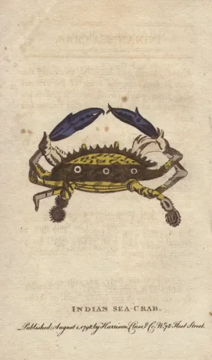 Framed Print : Indian sea crab with yellow shell, marked with Framed Print : Indian sea crab with yellow shell, marked with