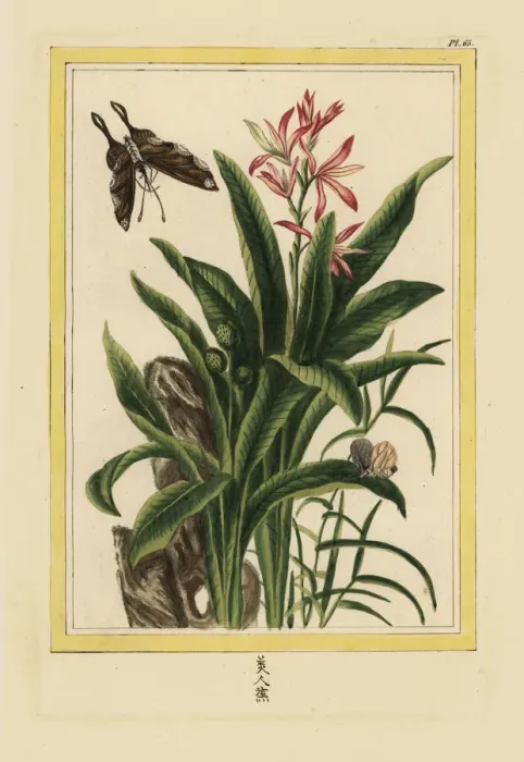 Framed Print : Indian shot, Canna indica Framed Print : Indian shot, Canna indica