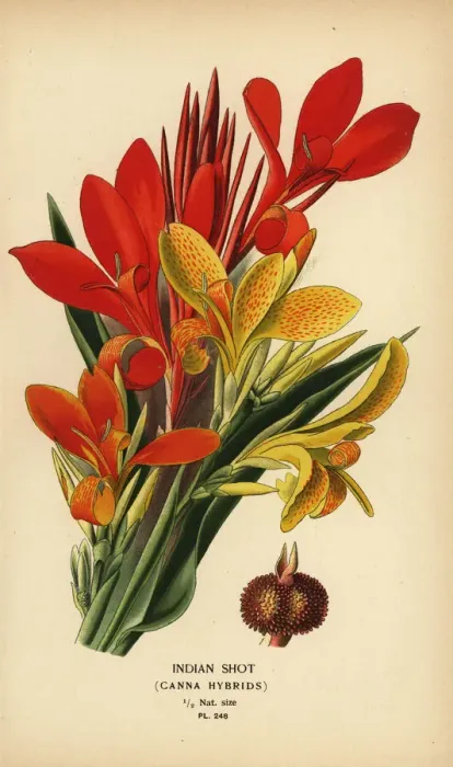 Framed Print : Indian shot, Canna indica hybrids Framed Print : Indian shot, Canna indica hybrids