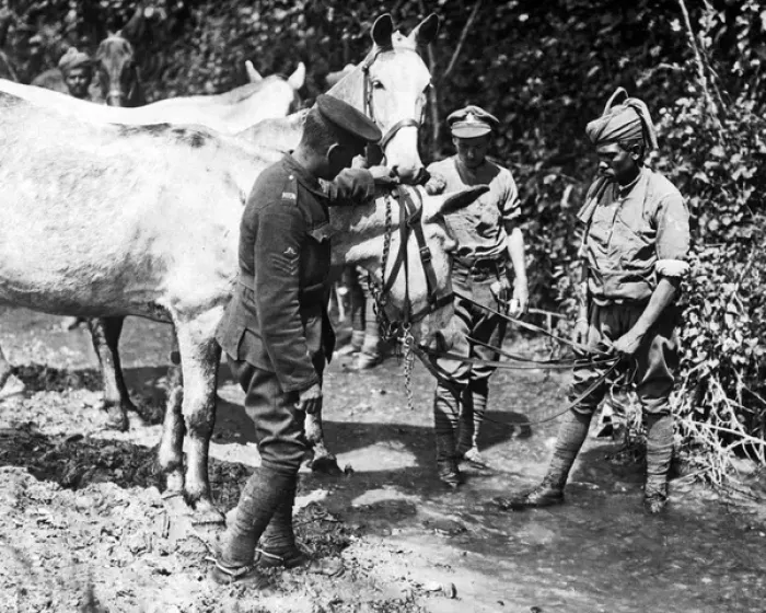 Framed Print : Indian soldier watering mules, Western Front, WW1 Framed Print : Indian soldier watering mules, Western Front, WW1