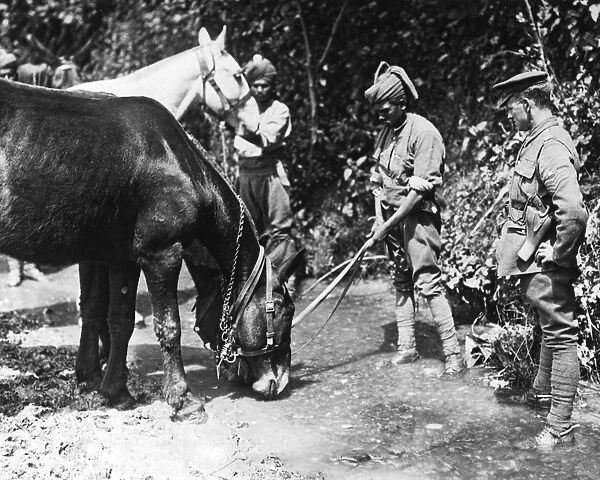 Indian soldiers watering mules, Western Front, WW1