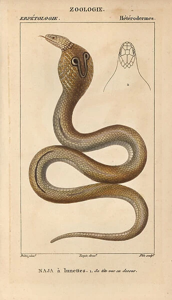 Indian or spectacled cobra, Naja naja