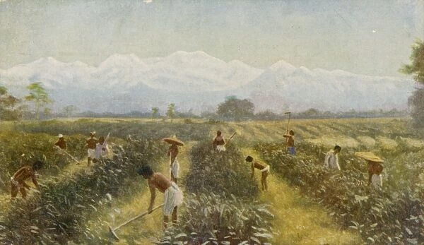 Indian Tea Plantation