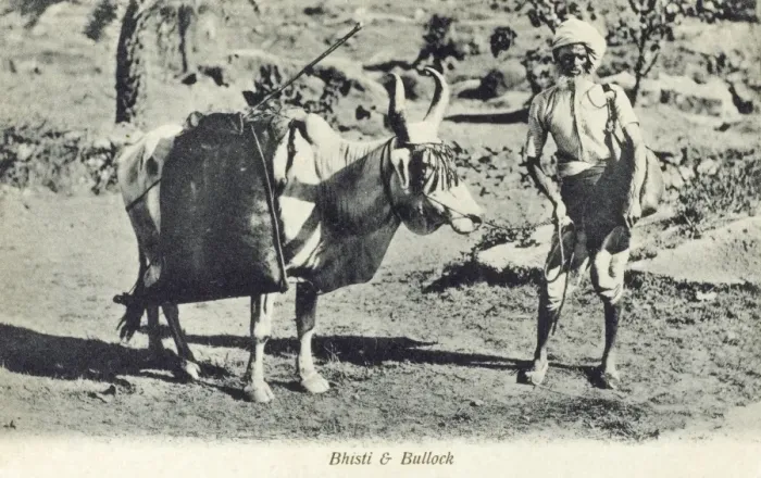 Framed Print : Indian Water Carrier and his Bullock, India Framed Print : Indian Water Carrier and his Bullock, India