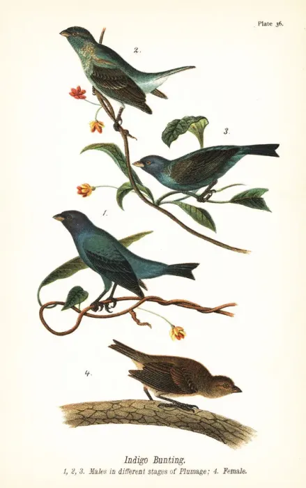 Framed Print : Indigo bunting, Passerina cyanea Framed Print : Indigo bunting, Passerina cyanea