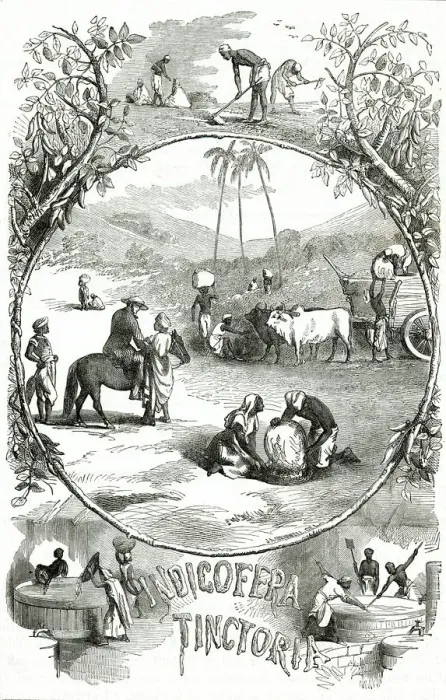 Framed Print : INDIGO CULTIVATION 1871 Framed Print : INDIGO CULTIVATION 1871