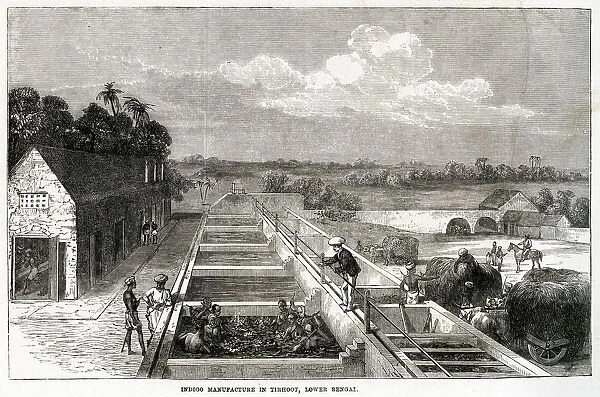 Indigo manufacture in Tirhoot 1869