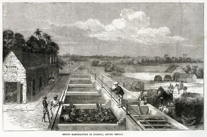 Framed Print : Indigo manufacture in Tirhoot 1869 Framed Print : Indigo manufacture in Tirhoot 1869