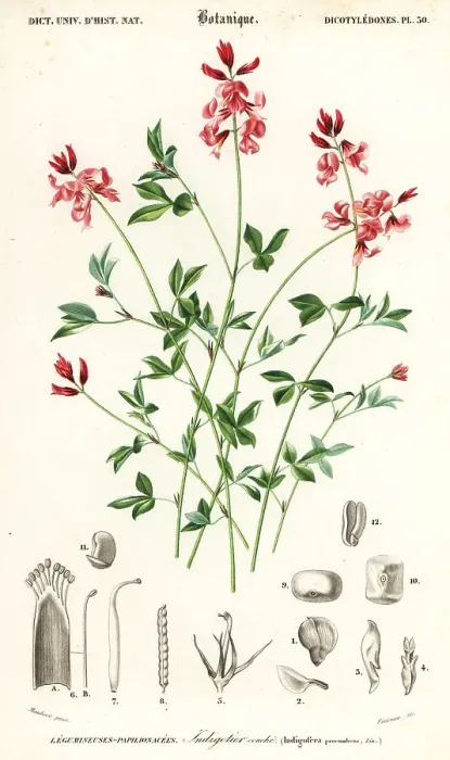 Framed Print : Indigo plant, Indigofera procumbens Framed Print : Indigo plant, Indigofera procumbens